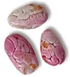 tumaco seed