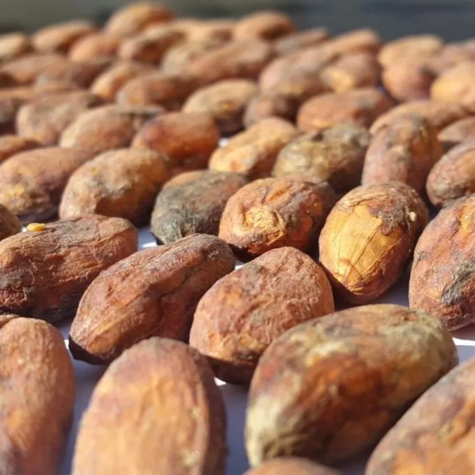Tumaco Fino Cocoa