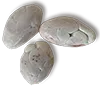 tumaco seed